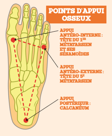 Schéma 2: Les points d'appui-osseux