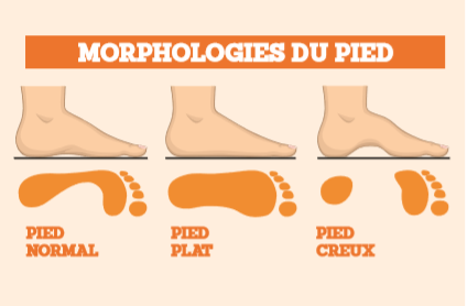 Schéma 4: la morphologie du pied