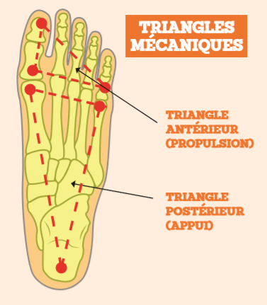 Schéma 3: les triangles mécaniques