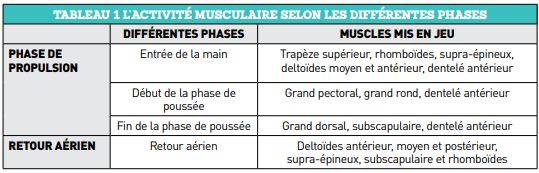 Activité musculaire selon les différentes phases