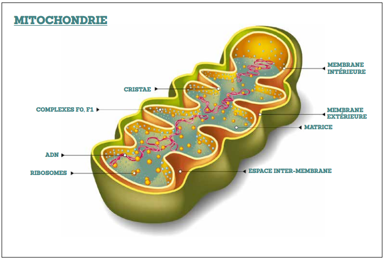 Mitochondrie