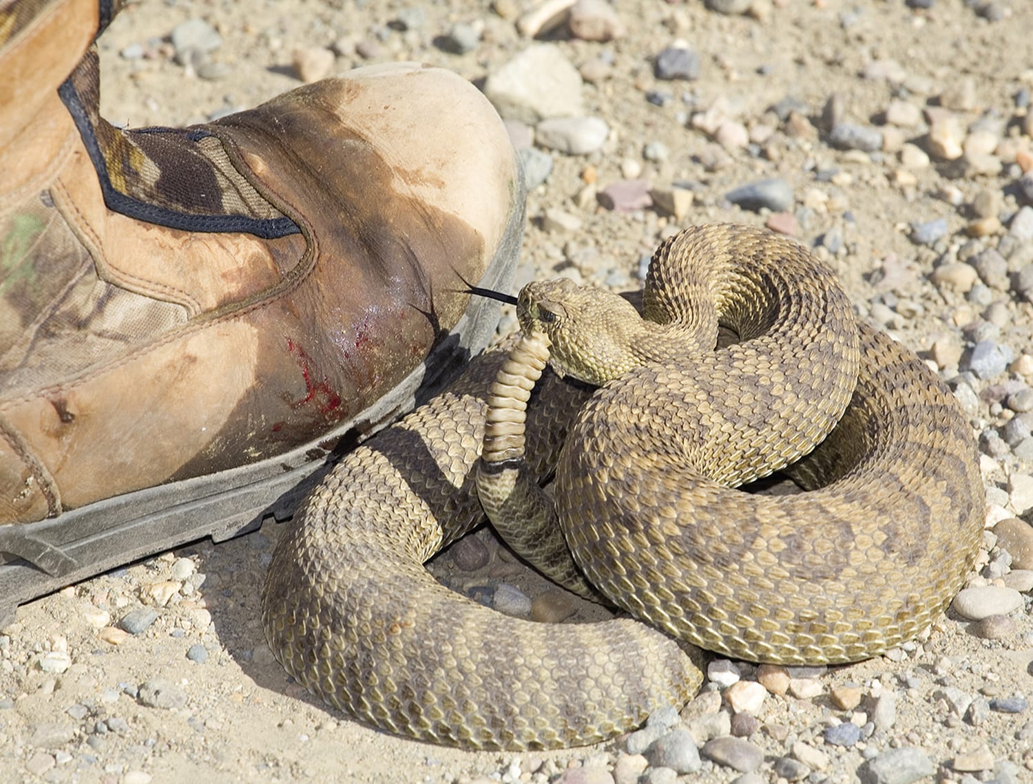 Serpents entre ignorance et effroi