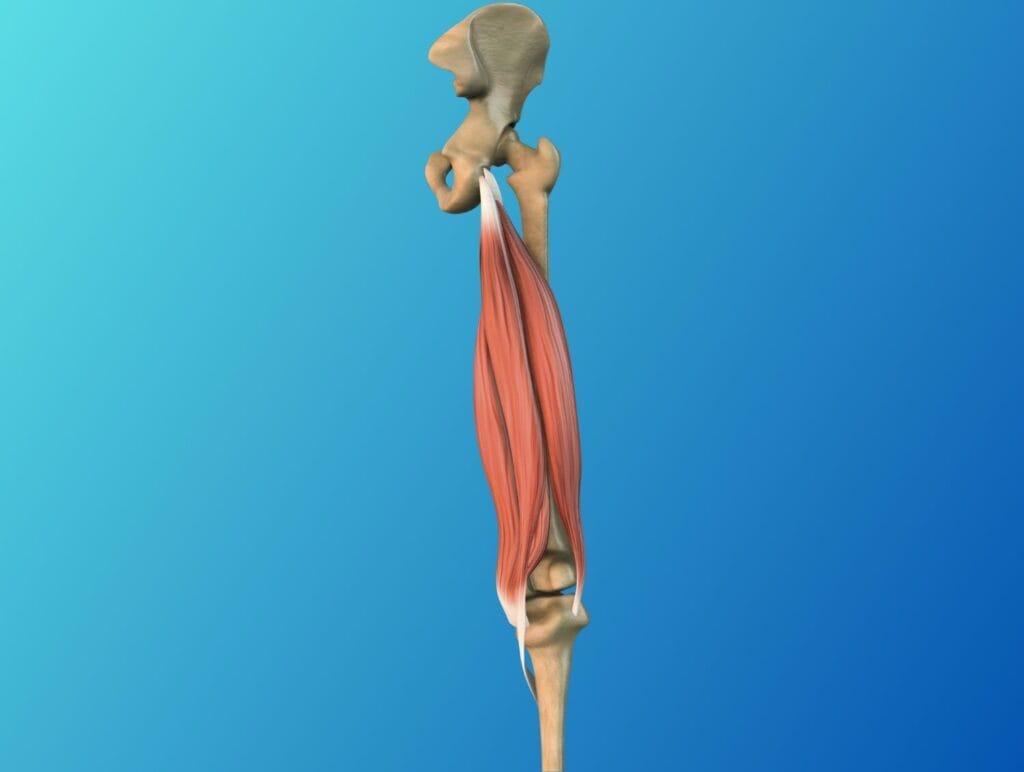 Le claquage des ischio-jambiers