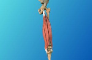 Le claquage des ischio-jambiers